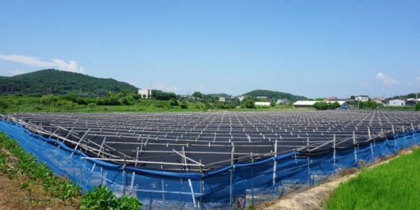 여름철 인삼 고온피해 방지(개량형울타리).JPG