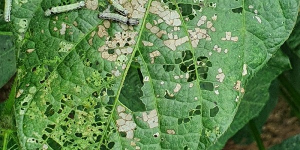 콩 농가 장마후 관리-나방류 피해.jpg