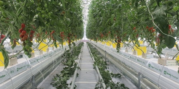 5. 용인특례시가 2024 시설원예분야 지원사업 신청을 접수한다. 사진은 자동화 고정식 재배시설을 운영하는 농가..jpeg