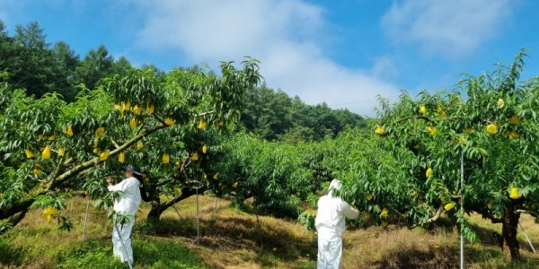 1. 용인특례시가 해충 방제계획 수립을 위해 지난 24일부터 다음 달 11일까지 지역 내 돌발해충 발생 여부를 조사한다. 시 관계자가 지역 과수원에서 돌발해충 발생 여부를 조사하고 있다..jpg