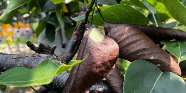 화상병 확진 줄기， 잎(배).JPG