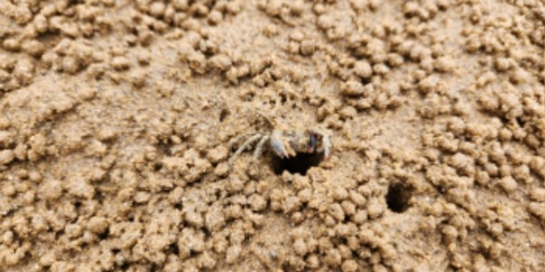 발콩게 서식 사진.jpg