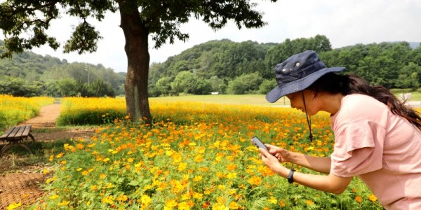 (사진자료1) 참나무 언덕 황화 코스모스 꽃밭.jpg