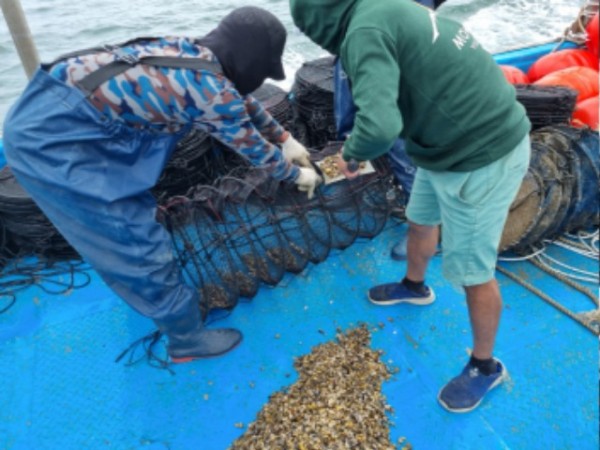 3배체 새끼굴 양성망 투입.jpg