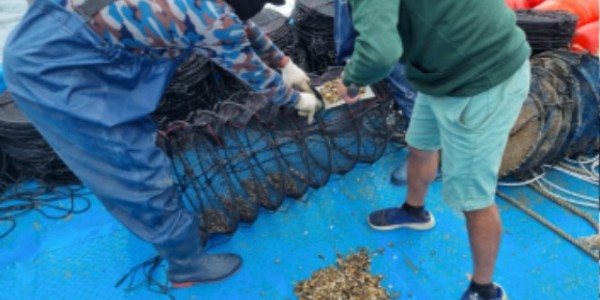 3배체 새끼굴 양성망 투입.jpg