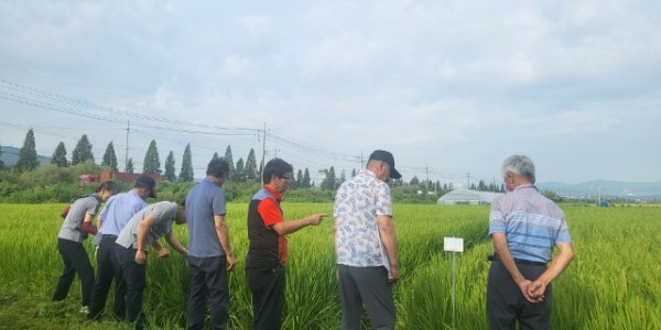 4. 용인특례시가 백옥쌀 GAP 생산단지 재배지 심사를 지난 21일 시작했다. 관계자들이 백암면 일원에서 심사를 하고 있다..jpg