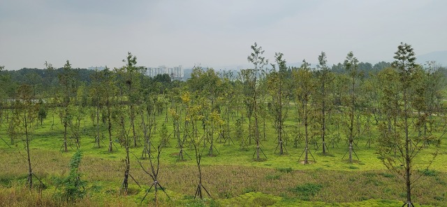 안산쓰레기매립지+미세먼지+차단숲+(2).jpg