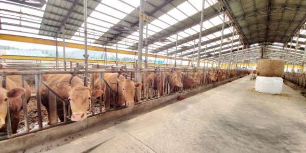 1. 용인특례시가 원삼·백암지역 대상으로 축사악취 저감시설 확충 지원에 나설 예정이다. 사진은 축산농가 모습..jpg