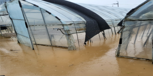 5. 용인특례시가 내년부터 처인구 모현읍 일산지구 자연재해위험 개선 정비사업을 진행한다. 사진은 집중호우로 일산지구 시설하우스가 침수된 모습..png