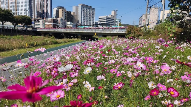 5. 처인구가 경안천 남동사거리~둔전역 5㎞ 구간에 코스모스길을 조성했다..JPG