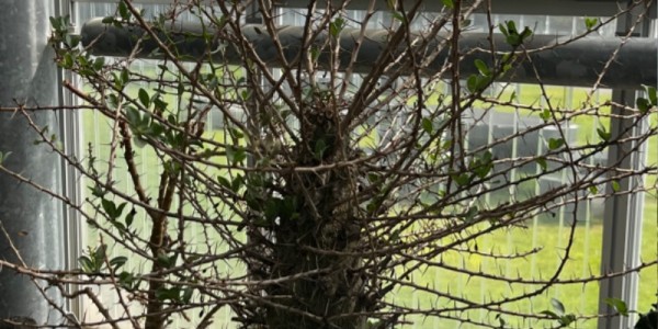 희귀 선인장 다육식물 경진대회 작품 (최우수상， 콜룸나리스).jpg