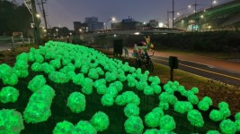 2. 용인특례시가 신갈천 1.5km 구간에 LED 수국정원을 설치했다.jpg