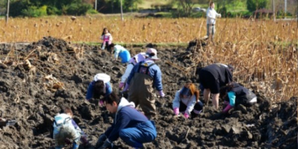 6-1. 지난 20일 용인특례시가 진행한 연근 수확행사에 시민 160여명이 참여해 특별한 농촌체험을 했다.JPG
