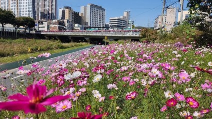 5. 처인구가 경안천 남동사거리~둔전역 5㎞ 구간에 코스모스길을 조성했다..JPG