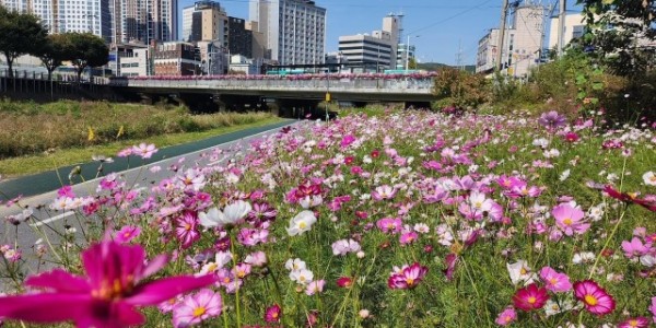 5. 처인구가 경안천 남동사거리~둔전역 5㎞ 구간에 코스모스길을 조성했다..JPG