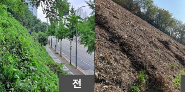 6. 기흥구가 구갈동과 서천동 2곳의 완충녹지에서 도시녹지를 황폐화하는 칡덩굴을 제거했다. 사진은 구갈동 녹지 칡덩굴이 제거된 모습..jpg