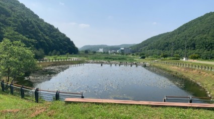 3. 반딧불이 서식처로 조성되는 처인구 호동 길엄습지 전경.jpg