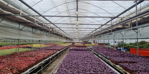 2. 용인특례시가 화훼농가에 상토 구입비를 지원한다. 사진은 지역 내 화훼농가 전경.jpg