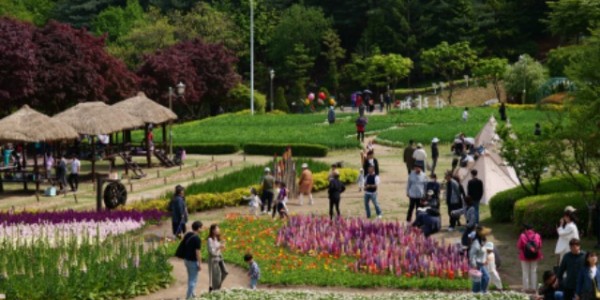 5-2. 지난해 용인농촌테마파크의 봄꽃 축제 모습.JPG