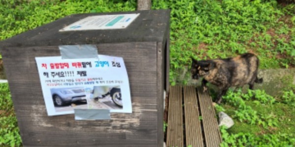 고양이+급식소.jpg