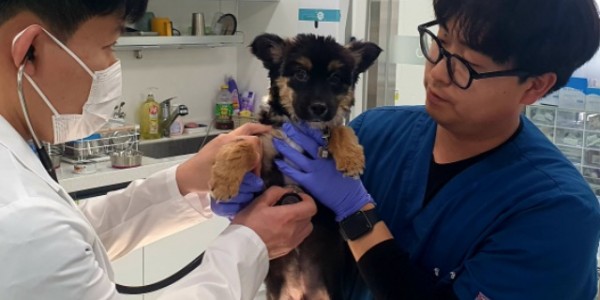 반려동물+진료사진.jpg