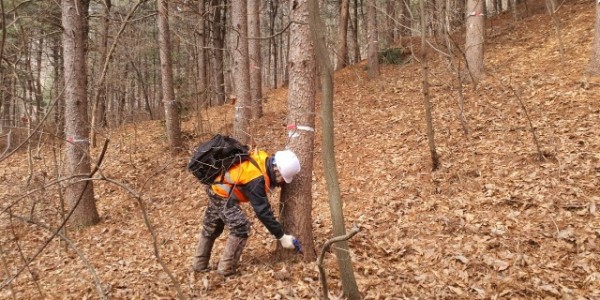 5. 용인특례시가 소나무숲 보호를 위한 소나무재선충병 방제사업을 진행했다. 관계자가 방제 작업을 하고 있다..jpg