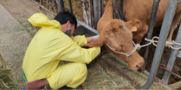 5. 용인특례시가 구제역 예방백신 일제 접종을 한다. 관계자가 접종을 하고 있다..jpg