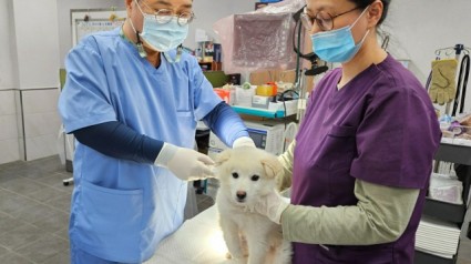 5. 용인특례시가 상반기 광견병 예방접종을 시행한다. 관계자가 예방접종을 하고 있다..jpg