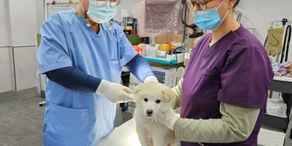 5. 용인특례시가 상반기 광견병 예방접종을 시행한다. 관계자가 예방접종을 하고 있다..jpg