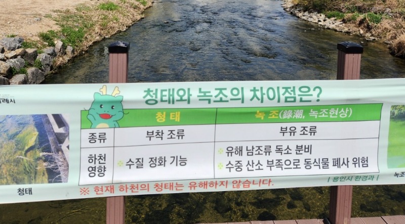 7. 용인특례시가 청태에 대해 지나치게 우려하지 않아도 된다고 안내하는 현수막을 제작해 하천 8곳에 설치했다. 사진은 탄천에 설치된 현수막..jpg