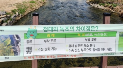 7. 용인특례시가 청태에 대해 지나치게 우려하지 않아도 된다고 안내하는 현수막을 제작해 하천 8곳에 설치했다. 사진은 탄천에 설치된 현수막..jpg