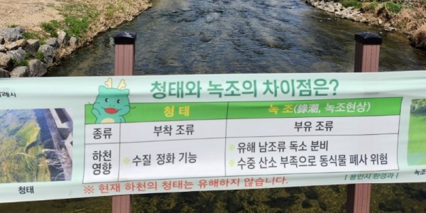 7. 용인특례시가 청태에 대해 지나치게 우려하지 않아도 된다고 안내하는 현수막을 제작해 하천 8곳에 설치했다. 사진은 탄천에 설치된 현수막..jpg