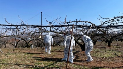 과수화상병+합동예찰.jpg