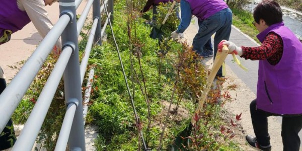 10-1. 기흥동 유관단체가 봄을 맞아 공세천 산책로에 남천나무 300주를 식재했다..jpg