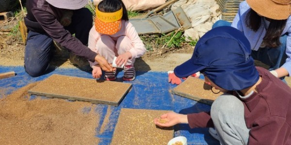 (사진자료)+친환경+경기미+볍씨+파종을+체험하고+있다.jpg