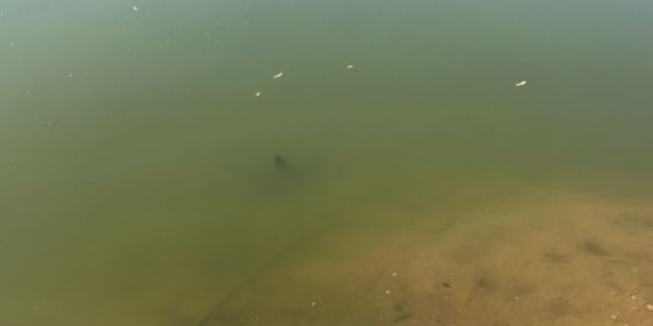 6-1. 기흥저수지에서 간이도구를 활용하여 녹조 발생 정도를 예찰하고 있다..jpg