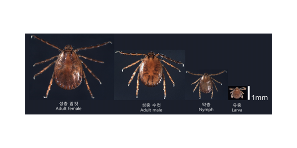 3. 참진드기.png