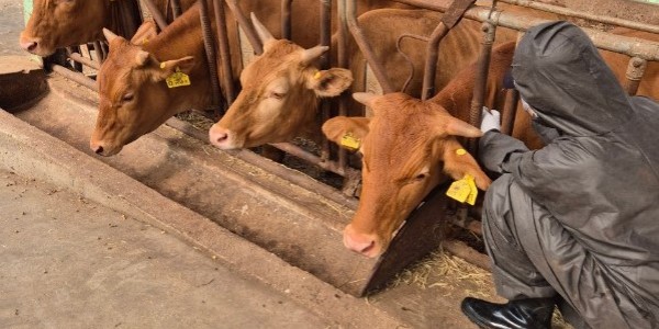 1. 용인특례시가 지역 내 한우농가 221곳에서 사육 중인 모든 한우에 럼피스킨 긴급 백신 접종을 완료했다..jpg