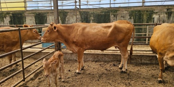 3-1. 경기도 한우경진대회 경산2부에서 대상을 수상한 처인구 백암면 박승분씨 농가 한우.jpeg