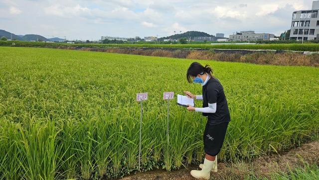 3. 용인특례시가 백옥쌀 생산단지 심사를 하고 있다.jpg