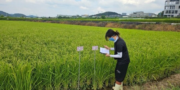 3. 용인특례시가 백옥쌀 생산단지 심사를 하고 있다.jpg