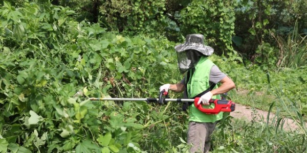 2-1. 용인특례시는 지난 9월 민간단체인 환경21연대와 함께 탄천변 생태계 교란 야생식물 제거 활동을 펼쳤다..jpg