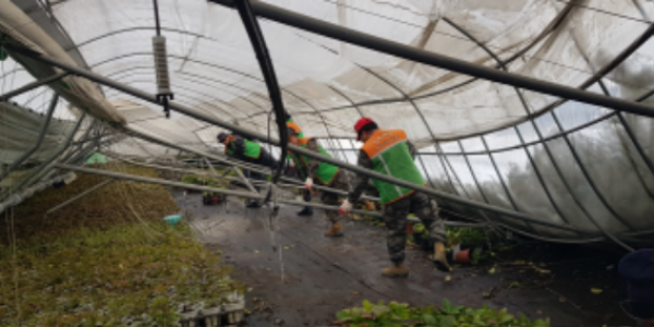 2-1. 용인특례시 자율방재단 대원들이 폭설 피해를 입은 남사화훼단지 농가에서 복구작업을 지원하고 있다.png