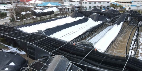 3-1. 용인특례시 폭설로 붕괴된 비닐하우스 모습.jpg