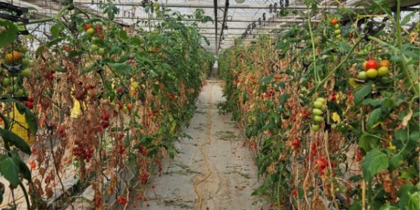 4. 토마토뿔나방 해충 피해를 입은 토마토 농가 사진.jpg