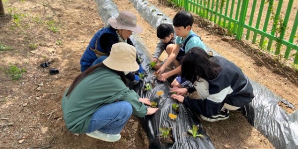 7. 지난해 용인특례시 지역 초등학교에서 진행된 생태텃밭 교육 현장.jpg