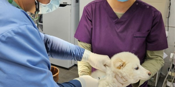 4. 용인특례시는 4월 한 달 동안 상반기 광견병 예방접종을 실시한다.jpg