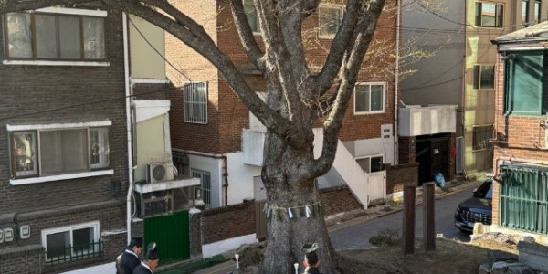 8. 관곡마을 느티나무 고사제 봉행.jpg