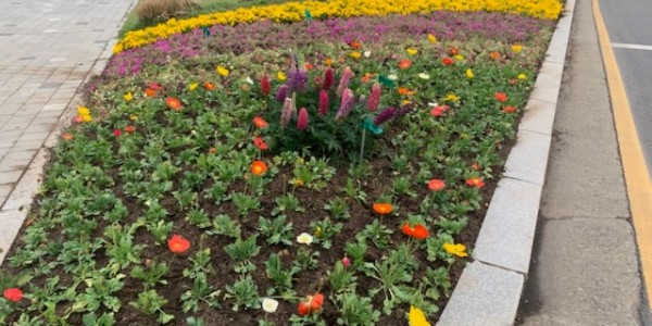 2. 동부동 교통섬 봄꽃 식재 모습.jpg