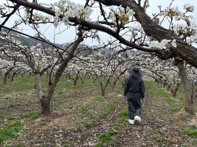 12. 용인특례시 과수화상병 예찰 사진.jpeg